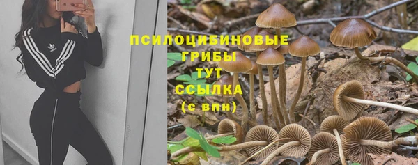 стаф Вязьма