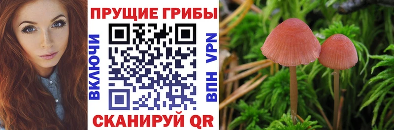 Галлюциногенные грибы Cubensis  Купить  Игарка 